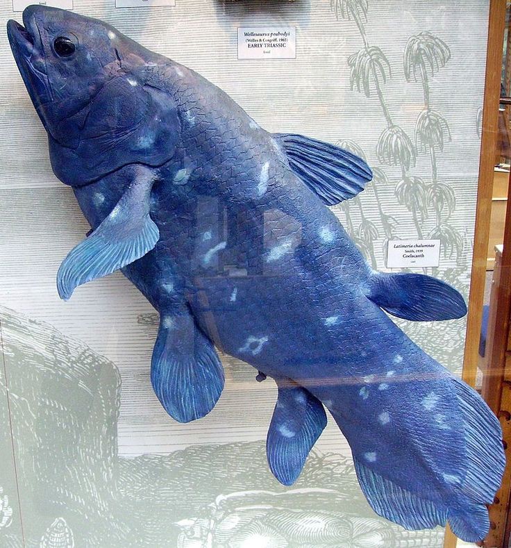 coelacanths