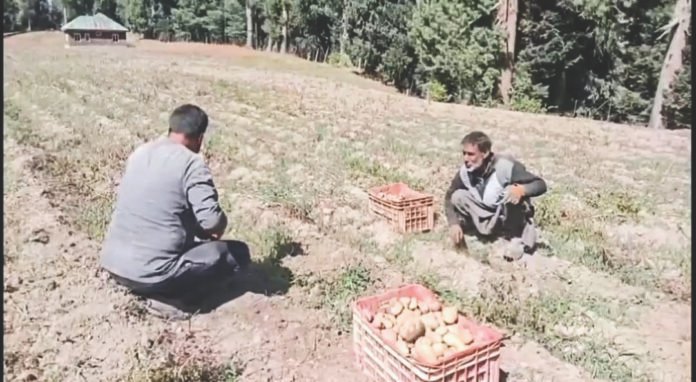 Bandipora: PepsiCo India Holdings Pvt Ltd will purchase potato crops from Gurez to make the chips, providing a significant boost to farmers in the Gurez valley in the Bandipora district of North Kashmir Bandipora: PepsiCo India Holdings Pvt Ltd will purchase potato crops from Gurez to make the chips, providing a significant boost to farmers in the Gurez valley in the Bandipora district of North Kashmir