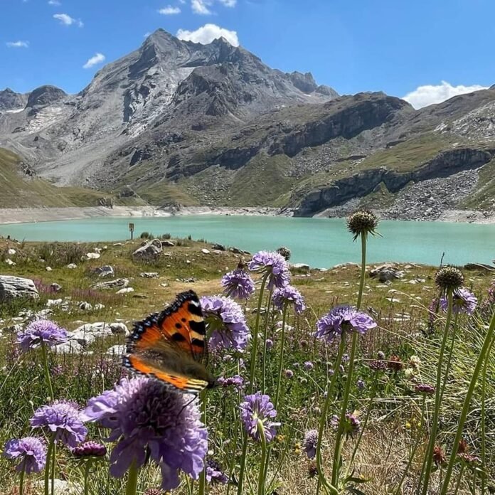 Parc National de la Vanoise, Vanoise National Park (Parc national de la Vanoise) is one of the largest national parks in France and Europe if one includes the connection with the Italian Gran Paradiso National Park