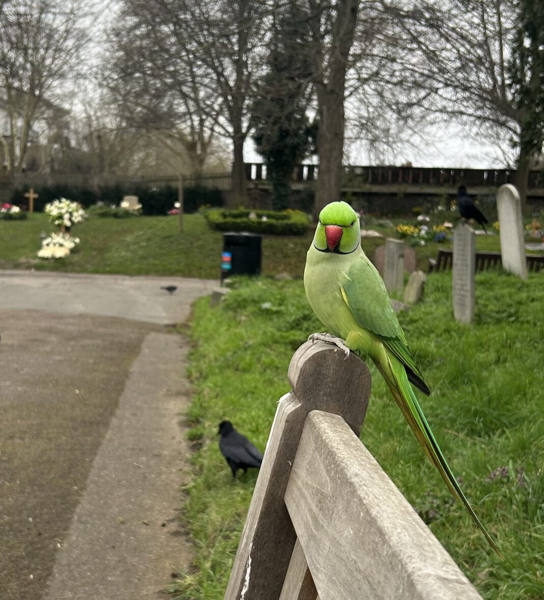 Between 8,000 and 10,000 parakeets are living in the Belgian city of Brussels. These colourful birds are clearly not native to the region or continent, but they have settled in a place in Brussels