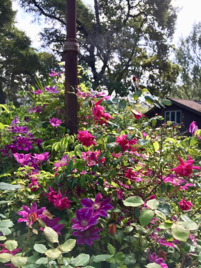 San Francisco-based Theresa Doss shares historical facts about her 1920s-built bungalow San Francisco-based Theresa Doss shares historical facts about her 1920s-built bungalow