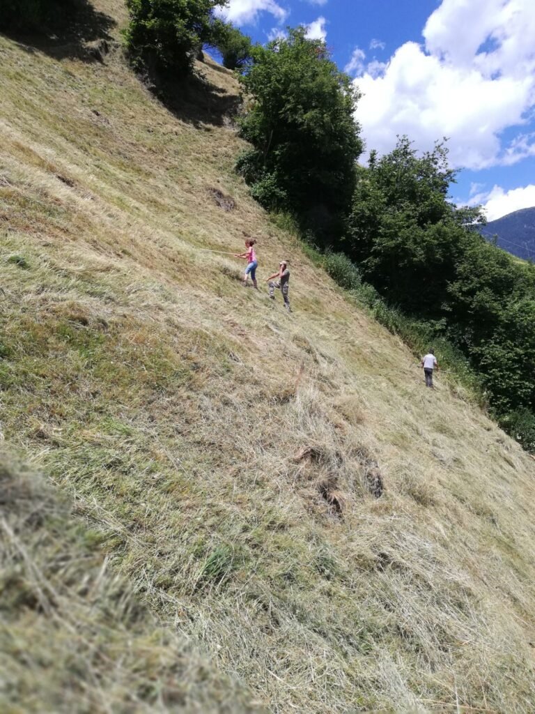 READ HERE: Hay Grassland Plants, used as fodder for livestock and domestic animals