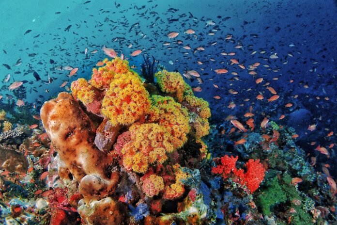 Mission Blue launches Hope Spot- the Verde Island Passage in Philippines Mission Blue launches Hope Spot- the Verde Island Passage in Philippines