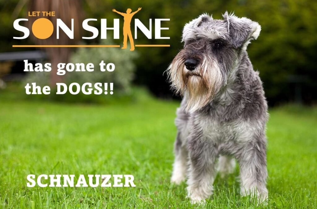 Let the SunshineShine shares an exciting story of prevalent Germans Dog breed, Schnauzer