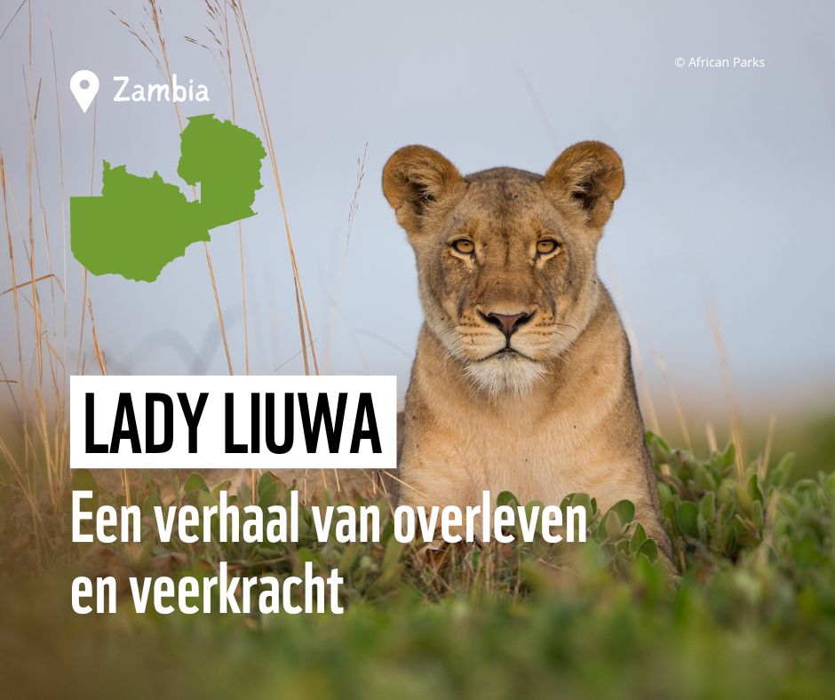 WWF Belgium marks International Lions Day 2023