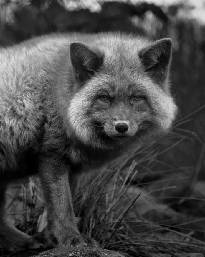 Austria: Four Paws Organisation says goodbye to their dearest Frodo, recalls his memorable days