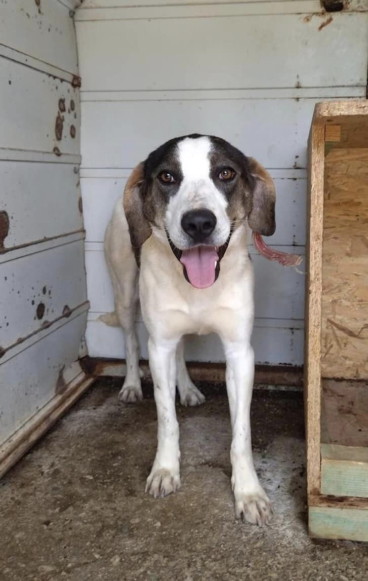 Greece: Lemnos Dog Shelter's Rusty seeks foster family