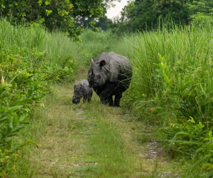 French Embassy celebrates World Rhino Day today