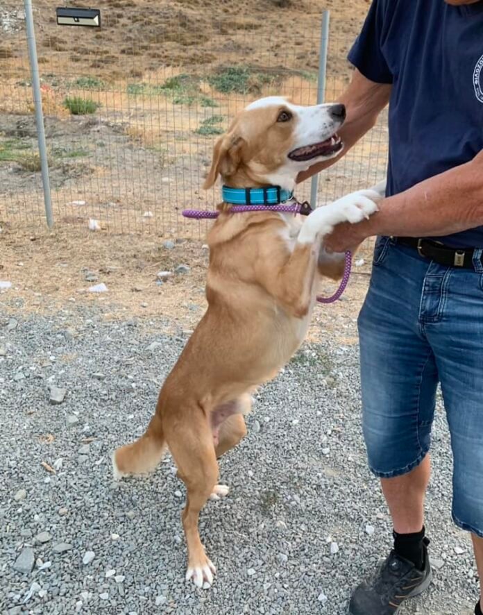 Greece, Germany: Lemnos Dog Shelter introduces their foster dog, Olympus