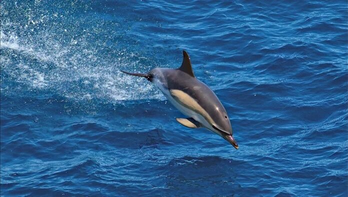 Boats exceeding 8 meters, affecting approximately 450 French vessels, will be required to cease fishing activities during the one-month prohibition period Boats exceeding 8 meters, affecting approximately 450 French vessels, will be required to cease fishing activities during the one-month prohibition period