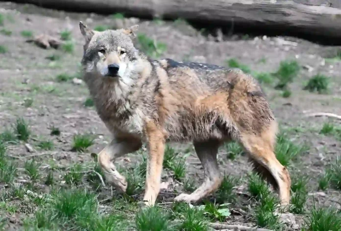 According to environmental associations, the estimated number of wolves in France plummeted by 9% in 2023 According to environmental associations, the estimated number of wolves in France plummeted by 9% in 2023