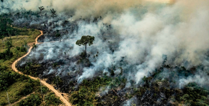 According to a collective report by RAISG, which comprises researchers and non-governmental organizations, the Amazon has lost a staggering 12.5 percent of its plant cover from 1985 to 2023