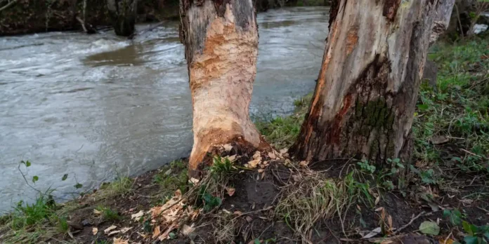 With the "year of the beaver" drawing to a close, the animal’s comeback story stands as a symbol of hope for other endangered species in France and beyond