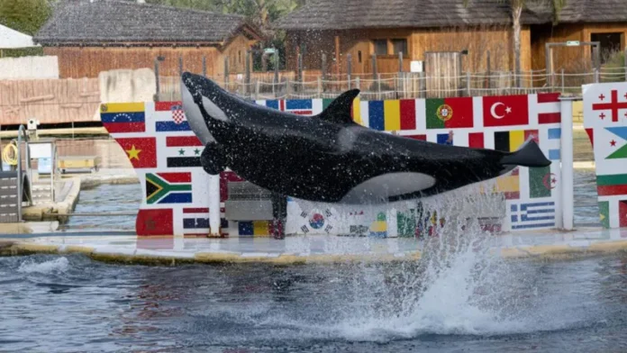 The shutdown, spurred by France’s new animal welfare legislation, has ignited fierce debate among campaigners, experts, and the zoo’s management over the orcas' next destination The shutdown, spurred by France’s new animal welfare legislation, has ignited fierce debate among campaigners, experts, and the zoo’s management over the orcas' next destination