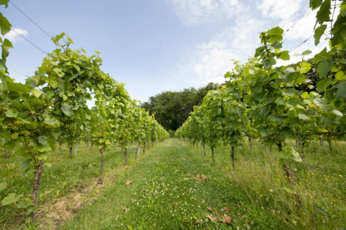 This significant decrease is attributed to a combination of subsidised vine pull schemes and unfavorable weather conditions that have affected yields across the region. According to figures from the customs administration, the lower production was largely driven by a reduction in vineyard area