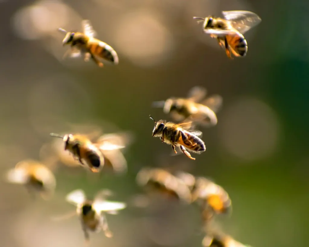 Emergency responders treated bee sting victims in Aurillac after an aggressive swarm attacked people in the town center