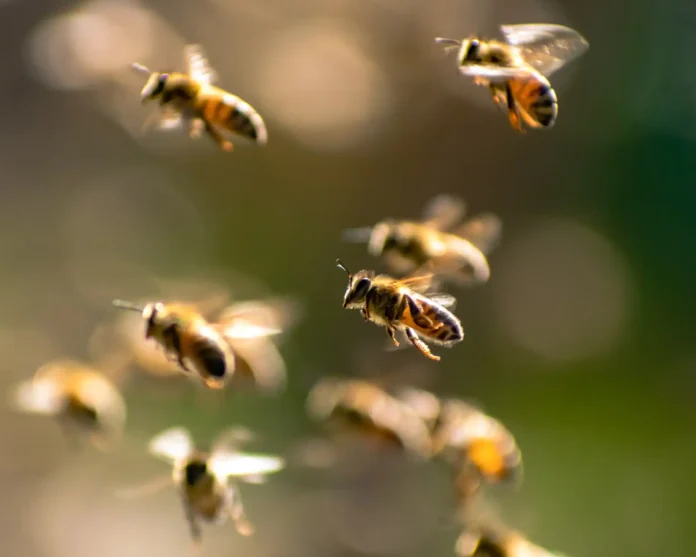 Emergency responders treated bee sting victims in Aurillac after an aggressive swarm attacked people in the town center Emergency responders treated bee sting victims in Aurillac after an aggressive swarm attacked people in the town center