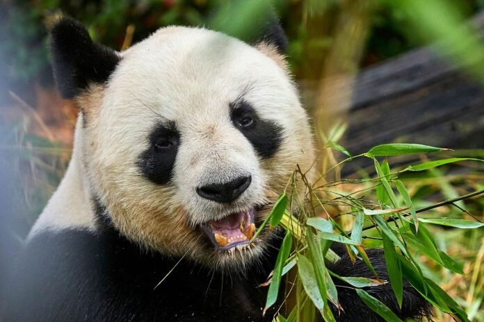 Chinese and French leaders announce a new joint initiative to protect giant pandas and strengthen conservation efforts Chinese and French leaders announce a new joint initiative to protect giant pandas and strengthen conservation efforts